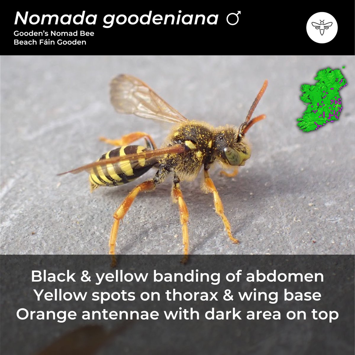 BeesOfIreland's tweet photo. Day 10: #CouchTo10SpringBees
Some of my favourite bees are Nomad Bees (Genus: Nomada).
You will often see these swarming the nesting aggregations of Mining Bees in their dozens or more.
I've always found them to be quite placid though.
@PollinatorPlan @BioDataCentre @NatureRTE https://t.co/0UBVE3pNdM
