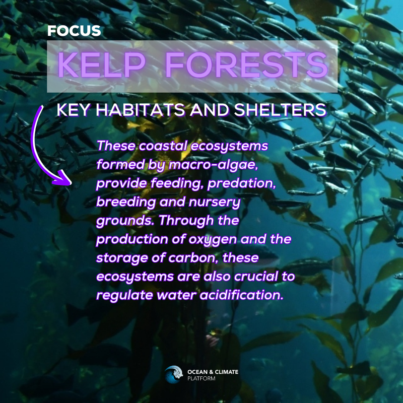ocean_climate's tweet photo. [#WhatOceanForTomorrow] #FOCUS 🌿#Kelp forests: shelters for marine species, they are key in the production of oxygen, #CO2 capture and ocean #acidification📉

👉 Learn more: https://t.co/2qdzfUX96A