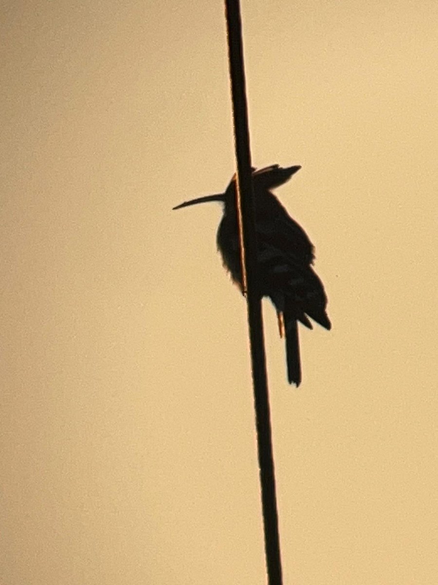 LBV_Traunstein's tweet photo. Und hier das Belegfoto im #Morgenrot. Der #Ornithologe Alfred Roozen hat den #Vogel im Grabenstätter Moos entdeckt. Mit seinem langen Schnabel fischt er geschickt #Maulwurfsgrillen und #Engerlinge aus der Erde. #Nützling #Ornithologie #Ökologie https://t.co/sbUsJUuWkT