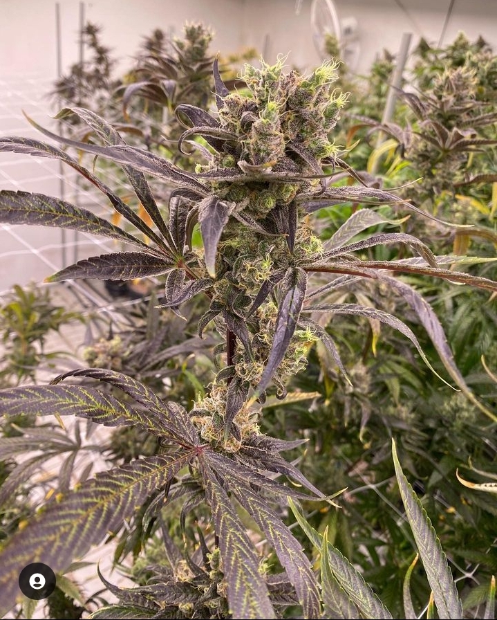 Bandaid Haze X Blueberry F4 Combo #420community #420lifestyle #cannabis #indica #sativa #seeds #marijuana #CannabisCommunity #CannabisNews #kush #cannabisStrains #weedsmokers