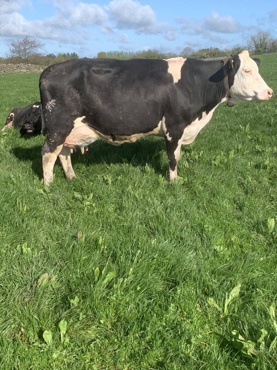 Kiltullagh Farm (Fran) tweet media