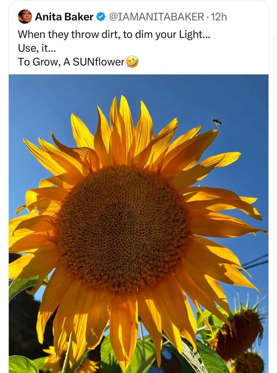 Love this 💛 

Happy Thursday, all! 🌻 

#thursdaymorning #growth