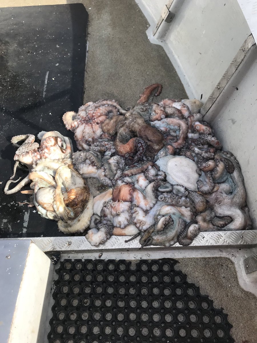 ⁦<a href="/Passion4fish/">The Fish Shop</a>⁩ They’re coming! Invasive species, lobster killers. #WeHaveaPlan 🐙🐙