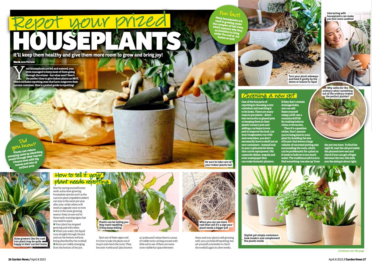 Catch #houseplants expert @janeperrone in the latest issue of <a href="/GardenNewsmag/">Garden News</a> with a three-page masterclass on repotting yours this #spring 🙌🌿