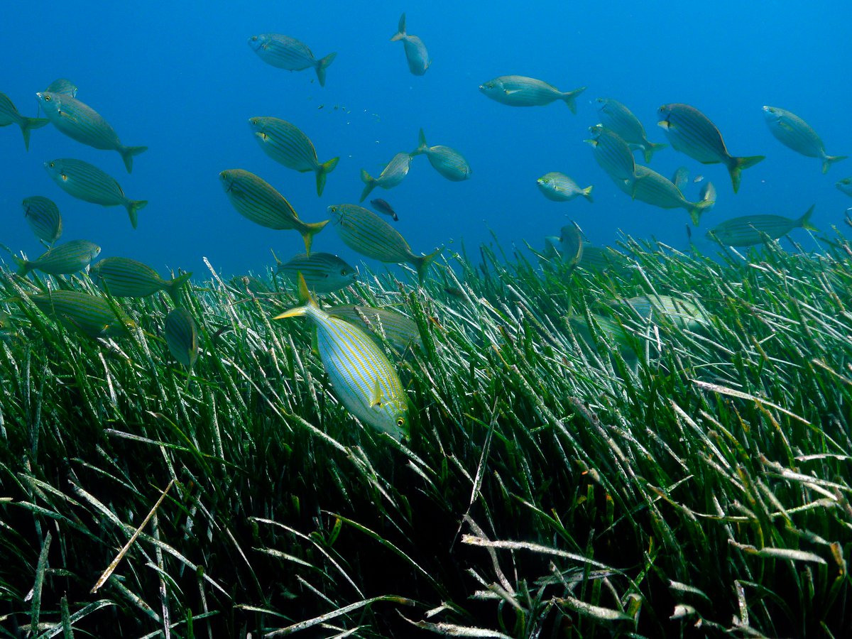 Le <a href="/ParcCalanques/">Parc national des Calanques</a> &amp; ses partenaires sont fiers de vous annoncer la validation par <a href="/Ecologie_Gouv/">Min. Ecologie Territoire Transports Ville Logement</a> de la méthodologie bas-carbone #ProméthéeMed. Cette #innovation doit permettre la réduction 24 000 téq CO2/an et la préservation d'un habitat naturel clé ! ➕vu.fr/EIgR