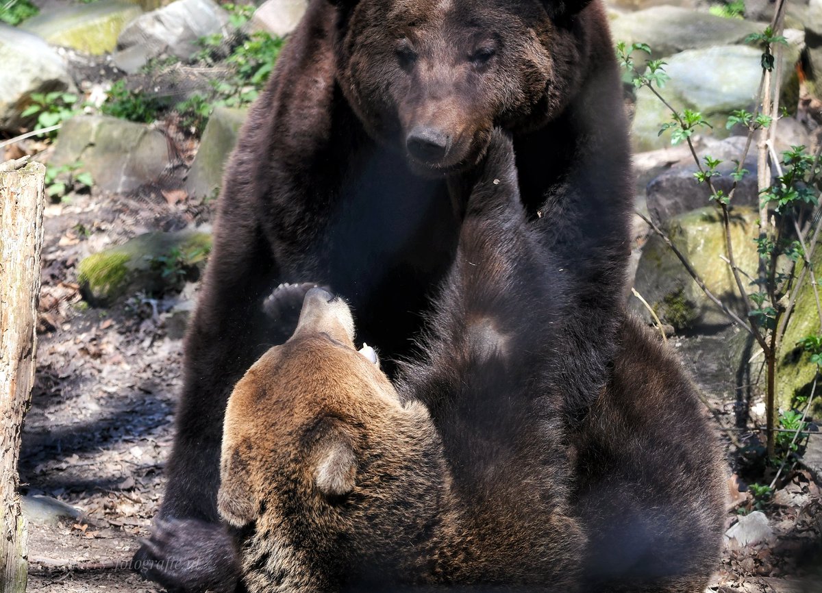 2 stoeiende #beren <a href="/Berenbos/">Bears in Mind</a> <a href="/Ouwehand_Zoo/">Ouwehands Dierenpark</a> . Dankzij dit programma kunnen beren na jaren ellende weer beer zijn👏. #Animalrescue #animalphotography #Bears #rescued_Animals #Spring <a href="/zoomnl/">Zoom.nl</a> <a href="/ChipFoto/">CHIP FOTO magazine</a> #photooftheday #fotovandedag