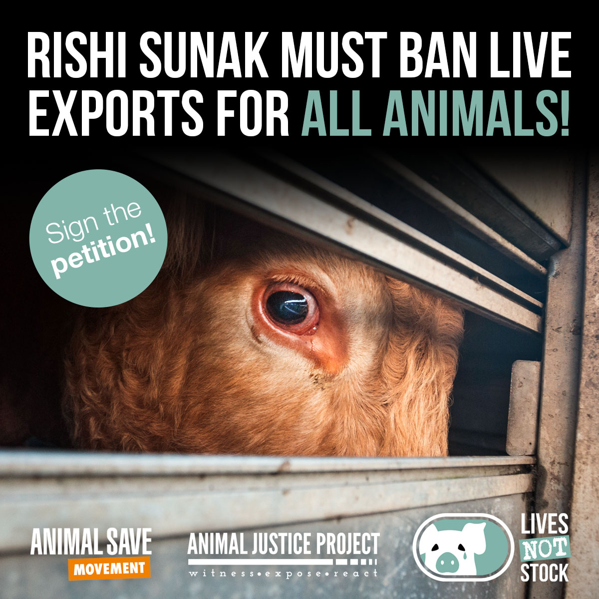 ajpReact's tweet photo. SIGN THE PETITION TO BAN LIVE EXPORTS!
@animaljusticeproject demands a ban on the live export of all animals for all purposes, including birds and large animals for breeding.

The Animal Welfare (Kept Animals) Bill, which will end the export of cows, horses, sheep, goats and pigs for fattening or slaughter, has major flaws as all large animals can still be exported for breeding purposes, and no birds are protected, meaning around 96% won’t be protected.

We call for meaningful changes to be made before the Bill is pushed through Parliament. @RishiSunak 

Sign the petition now!
https://t.co/51AoEoDHOv

Thank you @animalsavemvmt, for your support of this campaign.

https://t.co/gIfB8XXEvS
#LivesNotStock #LiveExports #PartyGate #AnimalWelfareBill #BanLiveExports #AnimalRights #AnimalRights #LiveExportsBan #ProtectAllAnimals #MeaningfulChange #KeptAnimalsBill #LiveAnimalExports #EndLiveExports