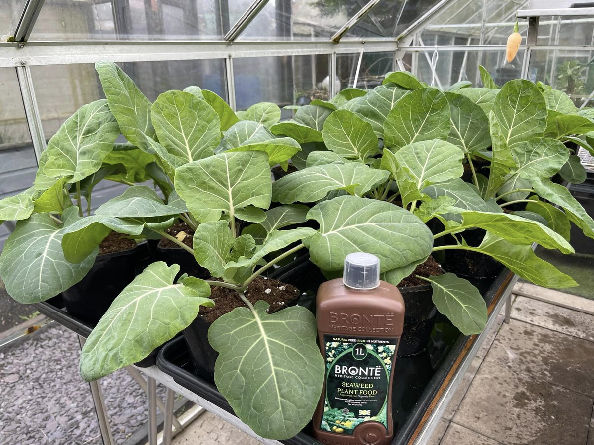 BronteHeritage's tweet photo. Thanks Lee, for sharing these fantastic pictures with us we love receiving great feedback on our products. Lee's plants are being fed with our very own Seaweed Plant Food, available at Bronte partner stockists nationwide!
🌟🌟🌟🌟🌟
#plantfood #plantsmakepeoplehappy #allotment https://t.co/bqOApmeO0O