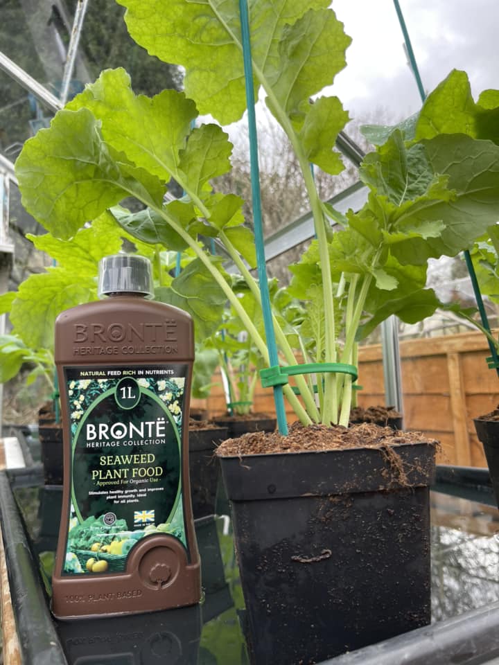 BronteHeritage's tweet photo. Thanks Lee, for sharing these fantastic pictures with us we love receiving great feedback on our products. Lee's plants are being fed with our very own Seaweed Plant Food, available at Bronte partner stockists nationwide!
🌟🌟🌟🌟🌟
#plantfood #plantsmakepeoplehappy #allotment https://t.co/bqOApmeO0O