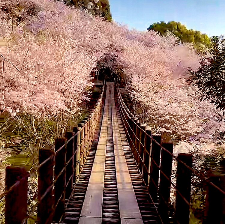 o____oo____10's tweet photo. 今年もキレイな桜ありがとう♡⃛

 #桜2023 https://t.co/cz47JIoNtn