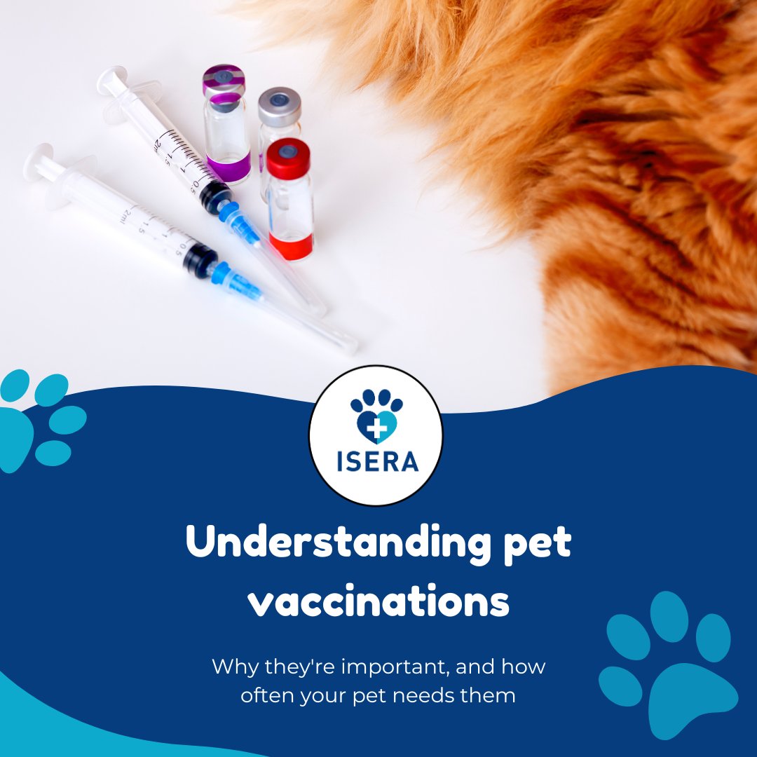 iseranimals's tweet photo. Don't forget to keep your furry friends safe and healthy!
Check out our latest post about understanding pet vaccinations: 
https://t.co/SKWmkSvgvT 👈

#PetHealth #Vaccinations #AnimalWellness #corevaccines #veterinarymedicine #ISERA https://t.co/8obrXIRac0
