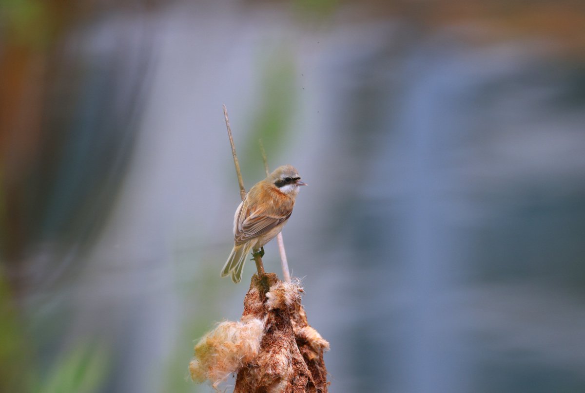 VisitYinzhou's tweet photo. A flock of Chinese #penduline tits making their way up north to breed was recently spotted around a lake in #Yinzhou, #Zhejiang😻. The migratory species is nicknamed “masterful architect” because of the stylish suspended #nests 🪹 they build in trees😉. #VisitYinzhou https://t.co/Q4TQcseiUQ