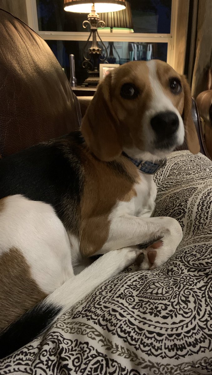 TheBoomerBeagle's tweet photo. Beware the sweet face of da Brooks #Beagle!! https://t.co/28h4On4cXq