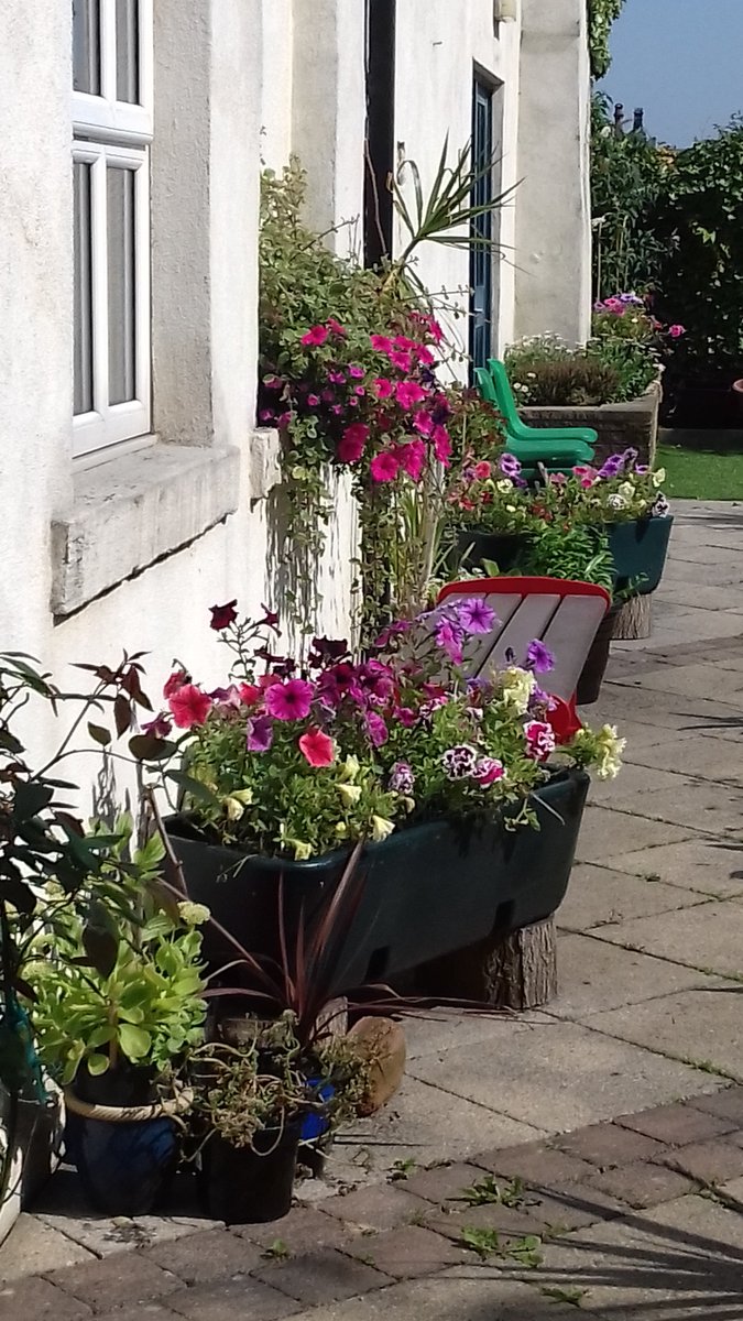 alisonbeach611's tweet image. So another day and more of 2019 best bits.
I was having tremendous fun and getting so much support from many people especially other gardeners.  I made many new friends to whom I am extremely grateful.   #LL2019