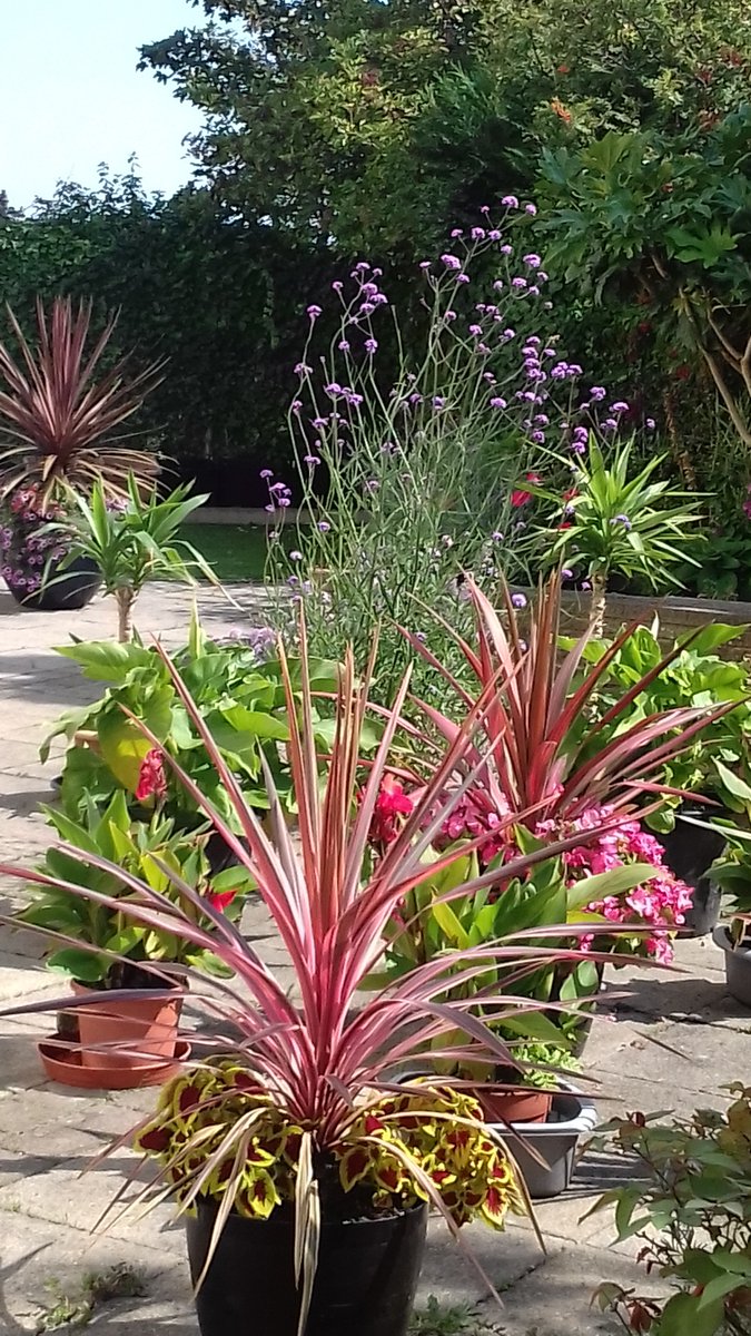 alisonbeach611's tweet image. So another day and more of 2019 best bits.
I was having tremendous fun and getting so much support from many people especially other gardeners.  I made many new friends to whom I am extremely grateful.   #LL2019