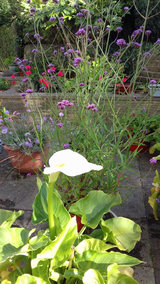 alisonbeach611's tweet image. So another day and more of 2019 best bits.
I was having tremendous fun and getting so much support from many people especially other gardeners.  I made many new friends to whom I am extremely grateful.   #LL2019