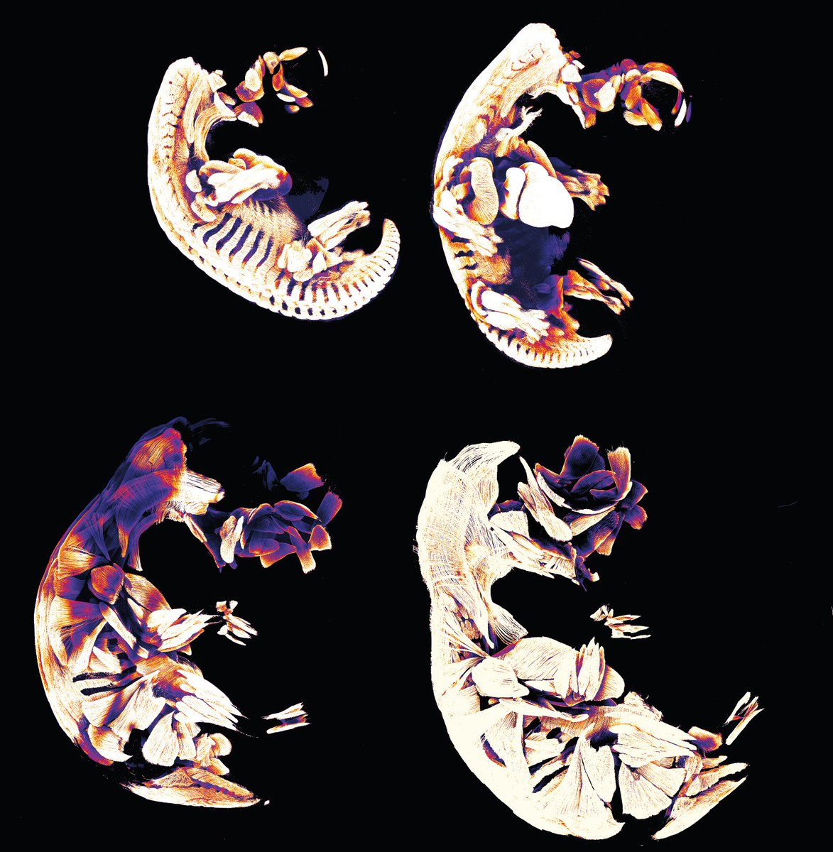 Budgie development 🎊🐦🎊