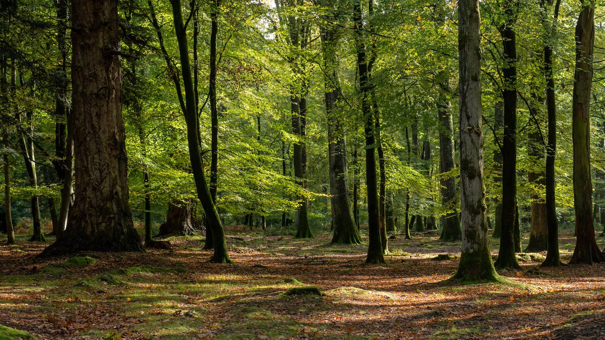 Looking for something to watch over the upcoming Easter holiday?

Check out Sir David Attenborough’s new BBC series, Wild Isles! Our team found episode two, Woodlands, especially inspiring.

#wildisles #ancientwoodland #climateresilience #woodlandcreation #uknature