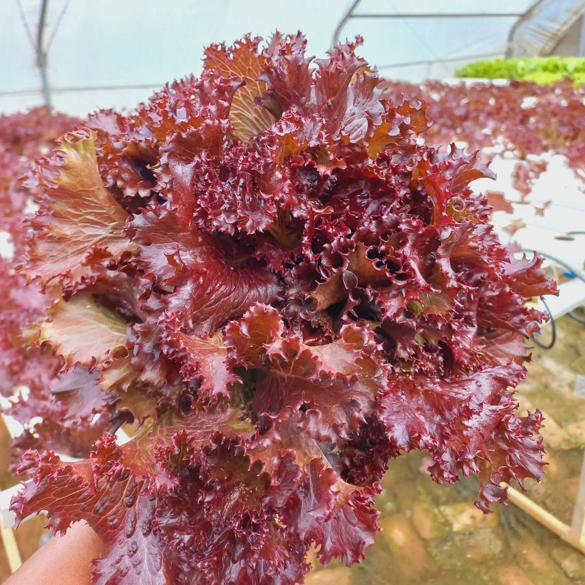 myvitagrow's tweet photo. Live a vital life by visiting us @21 Armadale Road Vainona for all your fresh fancy red, green and butter lettuce🥬🥗 https://t.co/3FZ4QKGGEc