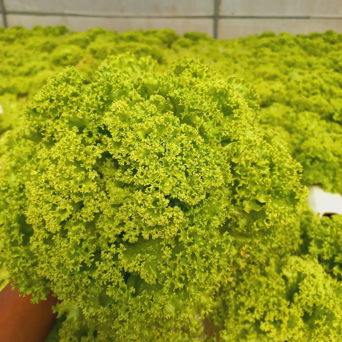 myvitagrow's tweet photo. Live a vital life by visiting us @21 Armadale Road Vainona for all your fresh fancy red, green and butter lettuce🥬🥗 https://t.co/3FZ4QKGGEc