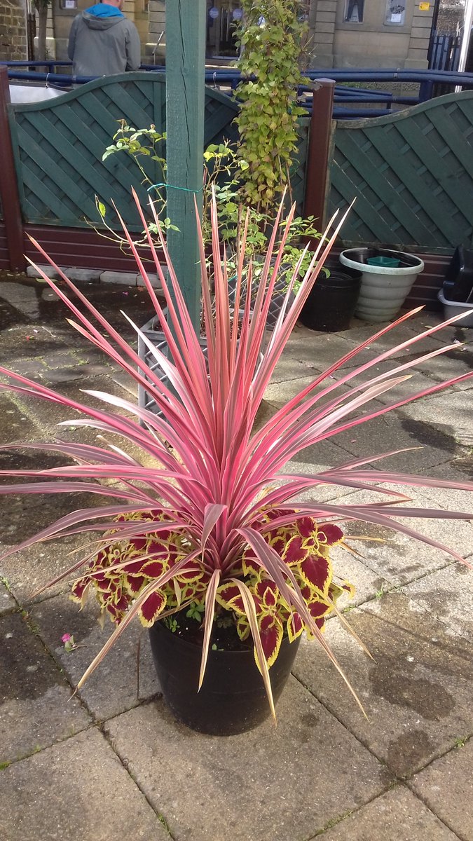 alisonbeach611's tweet image. Coming to a close of 2019 best bits as the seasons change and gardens start to shut down.  The sun no longer reaches the garden and the shadows lengthen.  But it had been a good year.   #LL2019