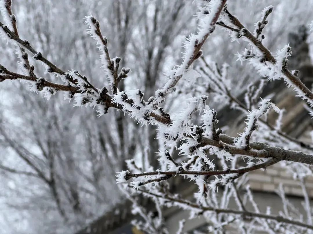 OrdosChina's tweet photo. Although #spring has reached its peak in southern China, #Ordos is once again blanketed by snow❄️, leaving the city a #snow wonderland. #BeautifulOrdos https://t.co/0xNPunavrS