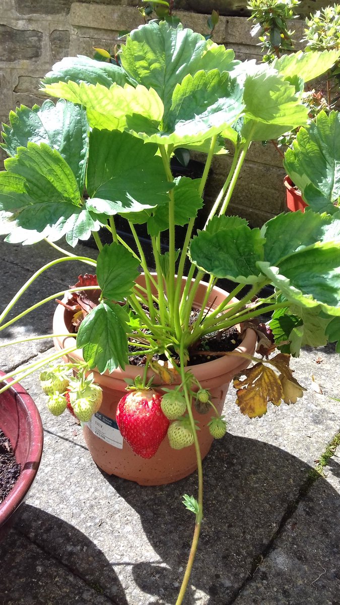 alisonbeach611's tweet image. Coming to a close of 2019 best bits as the seasons change and gardens start to shut down.  The sun no longer reaches the garden and the shadows lengthen.  But it had been a good year.   #LL2019