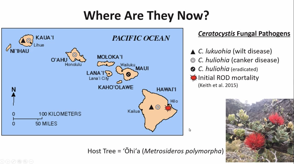 rpaulrs's tweet photo. Mahalo Marc Hughes @forestservice and others in frontlines helping to take back native forests from the #ROD epidemic via #PlantPathology #diseaseresistance. 2⃣ #fungal pathogens known as #RapidOhiaDeath decoupled at #NREMSeminar #NativeHawaiianPlantMonth https://t.co/PnbutbFoke https://t.co/2vNNxSA4Cm