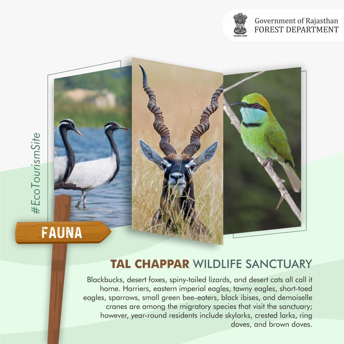ForestRajasthan's tweet photo. TAL CHAPPAR WILDLIFE SANCTUARY
#talchapparwildlifesanctuary #talchappar #ecotourismsite #faunaofrajasthan #floraofrajasthan #rajasthanwildlife #wildlifeofrajasthan #rajasthan #wildlifeconservation #wildlife #wildlifeplanet
@incredibleindia @WCSIndia @TheWCS @Savi_IFS https://t.co/pW5RfuRsV9