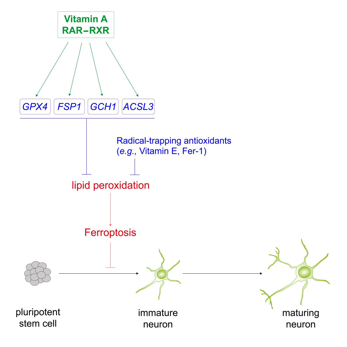 Happy to share our newest study on @biorxivpreprint. „Suppression of #ferroptosis by vitamin A or antioxidants is essential for neuronal development.“ biorxiv.org/content/10.110… Fantastic team effort. @M_Vincendeau @HadianKamyar @MendenMichael @bstockwell @studerl @Ferroptosis1