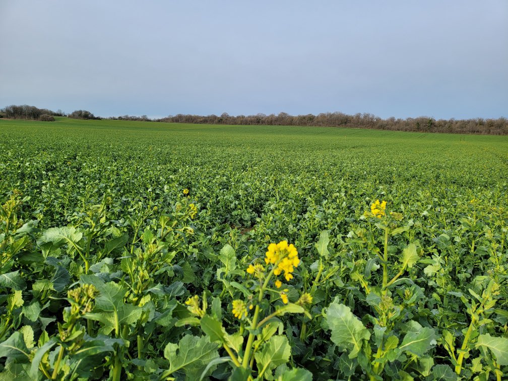 Moutardes Fallot tweet media