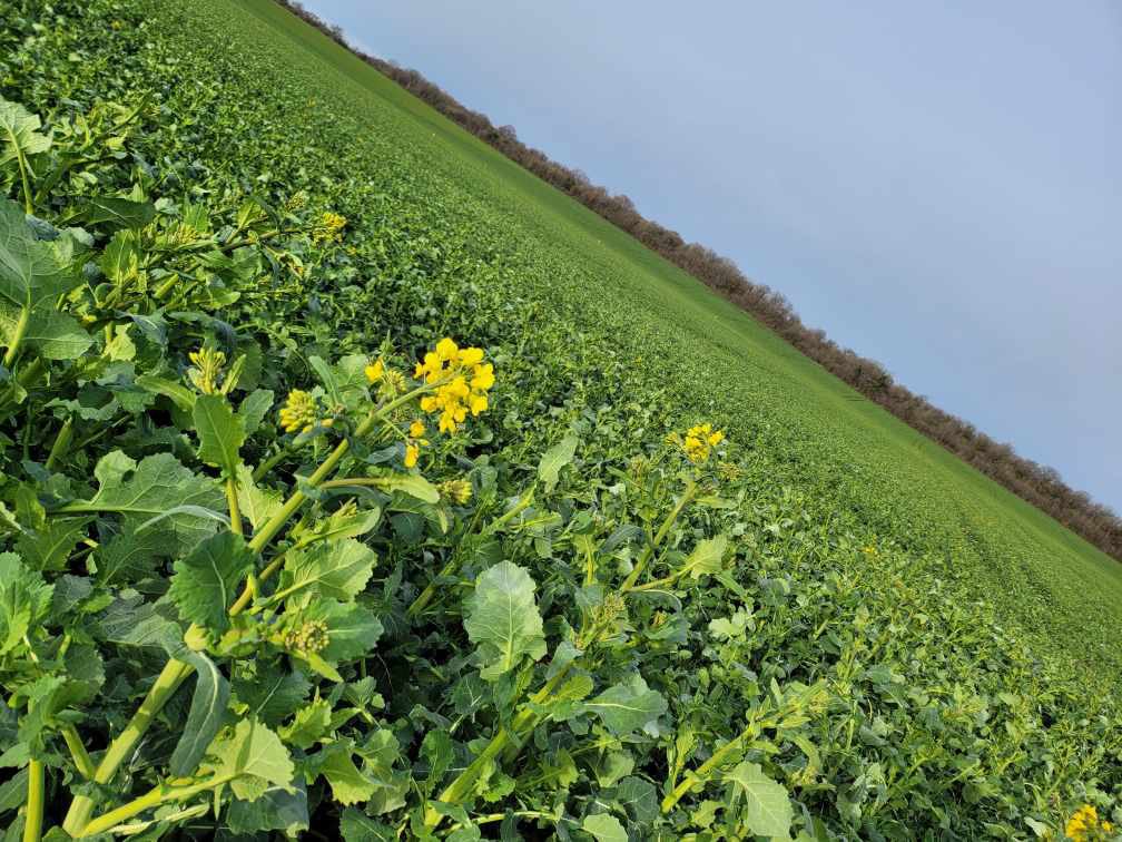 #champsdemoutarde ce matin #floraison de printemps !