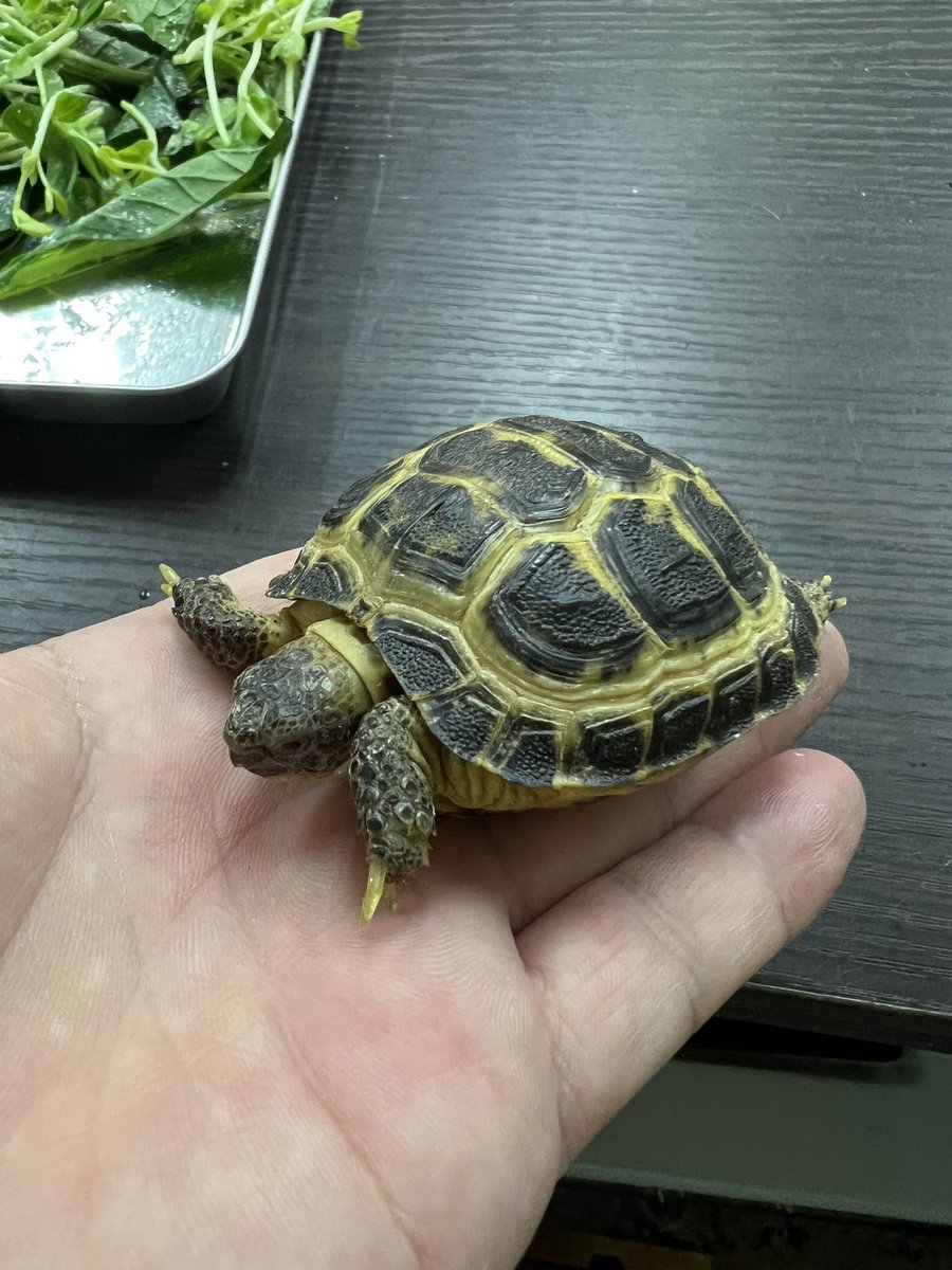 nasumaruya's tweet photo. ロシアリクガメベビー https://t.co/gnKD3Tlu2b