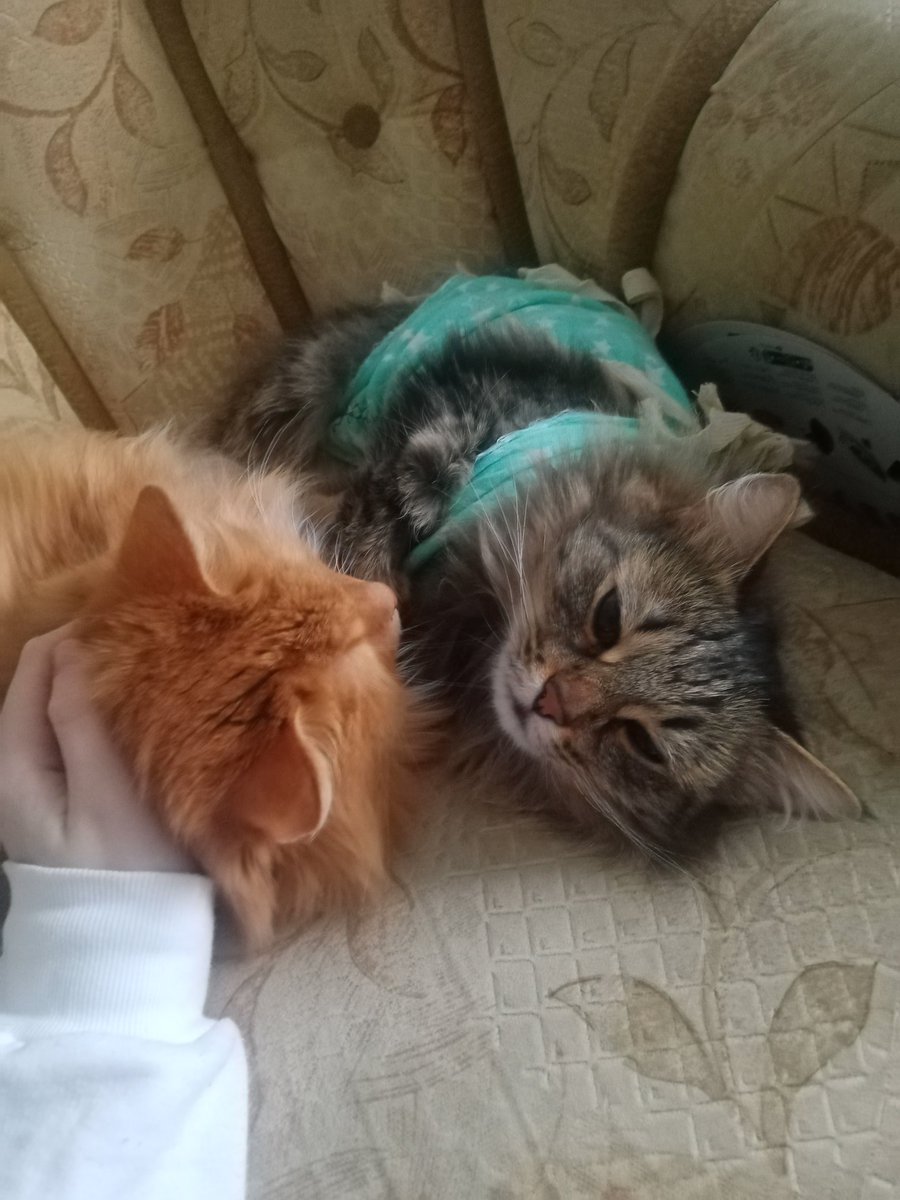 zirochkka's tweet photo. @Kat_shymaher93 самая неразлучная пара в мире🥰 https://t.co/fUYCBmKava