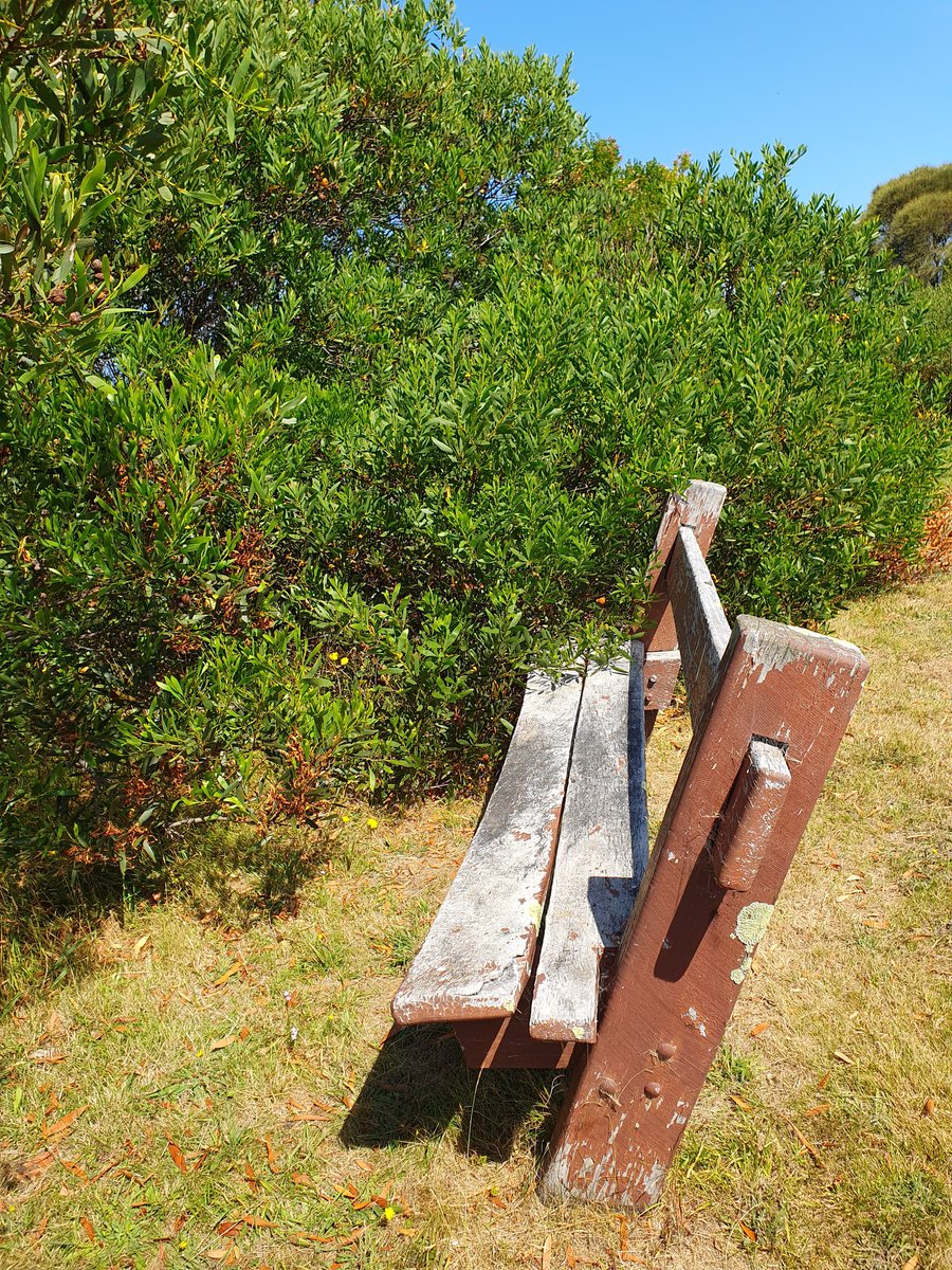 @memorialdevice At some stage nature fights back.  This seat once had a smashing view of the ocean. 🐳🐬🐠 #phillipisland