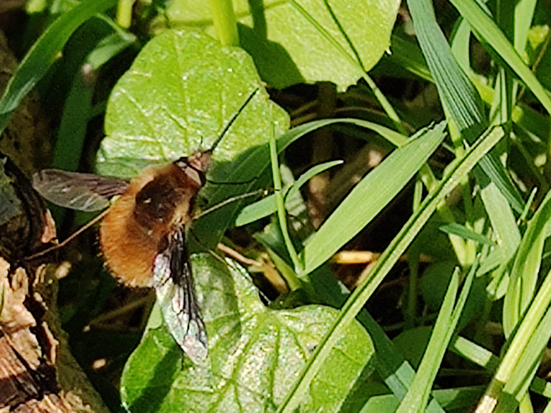 Greater Bee Flies (Bombylius major) are about up here in #Cumbria. I am pretty sure I saw an Early Mining Bee on the wing too