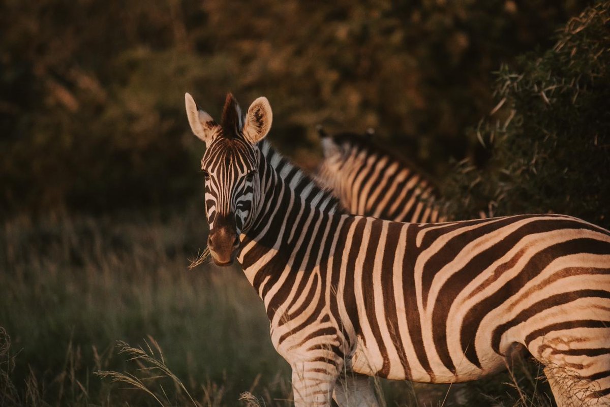 Bukela Game Lodge (@bukelagamelodge) on Twitter photo Take advantage of our SA Resident offer and enjoy a lavish 5-star stay for less!
This offer includes all meals and 2 game drives per night stayed. Valid until August 2024.
Contact us now to make your reservation!
reservations@lionroars.com / 021 424 1530
T's & C's Apply. Take advantage of our SA Resident offer and enjoy a lavish 5-star stay for less!
This offer includes all meals and 2 game drives per night stayed. Valid until August 2024.
Contact us now to make your reservation!
reservations@lionroars.com / 021 424 1530
T's & C's Apply.