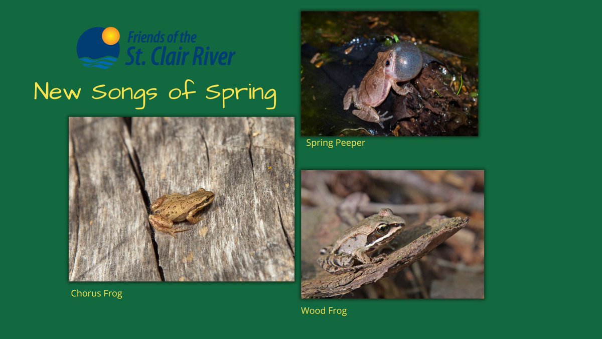scriverstewards's tweet photo. Chorus frogs are often the first species heard with their voices sounding like a fingernail running against a comb.  The high-pitched spring peepers follow a few weeks later, with wood frogs rounding out the early spring chorus.   https://t.co/VOO0N5CdpG https://t.co/15Lv70gCr7