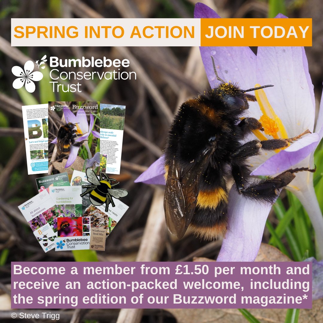 Support the UK's bumblebees🐝
We have memberships for individuals, joint members, the family &amp; more. Become a member from £1.50 per month &amp; receive an action-packed welcome, including the spring edition of our Buzzword magazine👉🏽 ow.ly/5Ax550NzG2j
*Excludes Youth membership