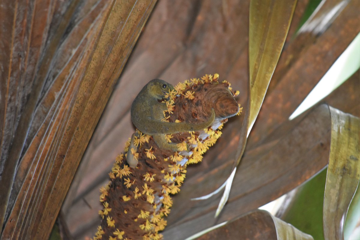 SIF_Seychelles's tweet photo. The latest #SIFNewsletter is out! 
This edition we cover exciting, like SIF's 44th bday, a comeback of molluscs and geckos in the Vallée de Mai, the latest results from our #redfootedbooby census and so much more!
Check it out: https://us20.campaign https://t.co/4rFAOdgFnz https://t.co/eiwXcTXP6l