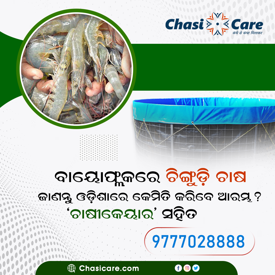chasicare's tweet photo. ବାୟୋଫ୍ଲକ ଟାଙ୍କିରେ ଚିଙ୍ଗୁଡ଼ି ଚାଷ ଦେଉଛି ଅଧିକ ଲାଭ!
ଜାଣନ୍ତୁ ଓଡ଼ିଶାରେ କେମିତି କରିବେ ଆରମ୍ଭ? ଏବଂ ବାୟୋଫ୍ଲକ ଟାଙ୍କିରେ #ଚିଙ୍ଗୁଡ଼ି_ଚାଷ ପାଇଁ କଣ ରହିଛି ସୁବିଧା "#ଚାଷୀକେୟାର" ସହିତ....
📞9777028888
🌎https://t.co/0QfVaAkeZ2
#Biofloc #Bioflocfish #Prawn #Prawnfish #Prawnfarming #Odisha #Chasicare https://t.co/Ai5El1FZaN
