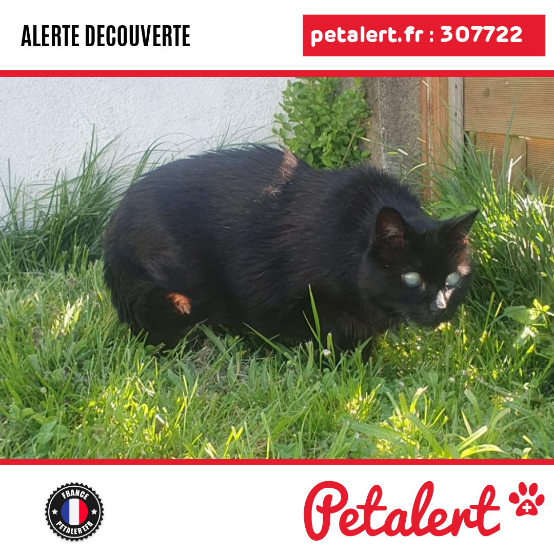 Trouvé #Chat #PyreneesAtlantiques #Mourenx #Petalert  #PetAlert64 / p3t.co/HWu3i