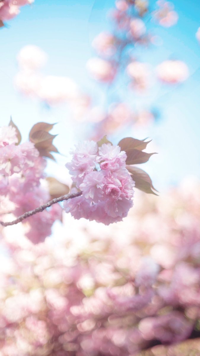 50年前のレンズで撮ってきた