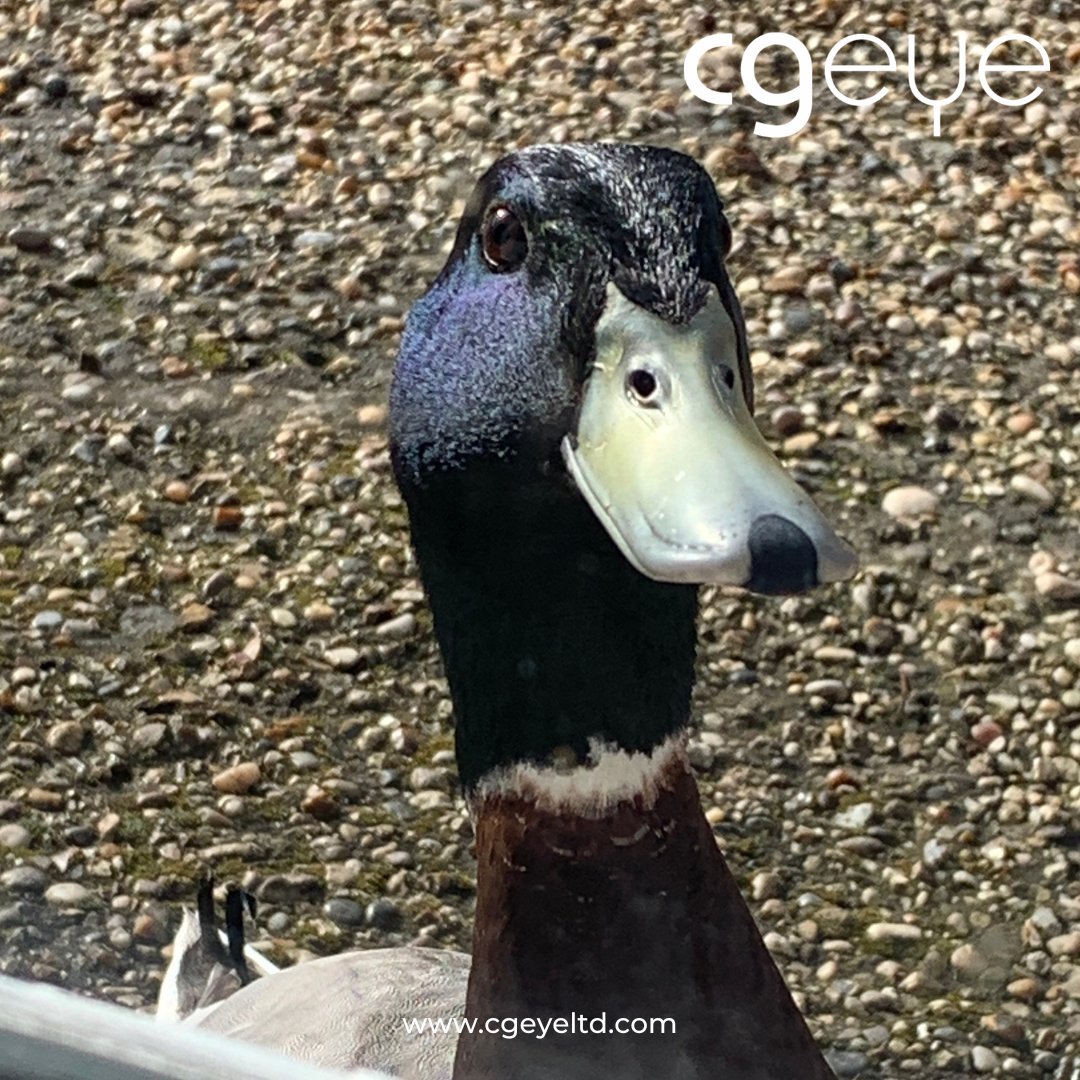 CGEyeLtd's tweet photo. We’ve had another visit today, unfortunately no bunnies but I guess they are rather busy at the moment!  

Happy Easter from all at CGEye and we hope you all enjoy the weekend.

#cgi #easter2023 #wherestheeasterbunny #ducks #geraldtheduck https://t.co/nIi3hjzcyB