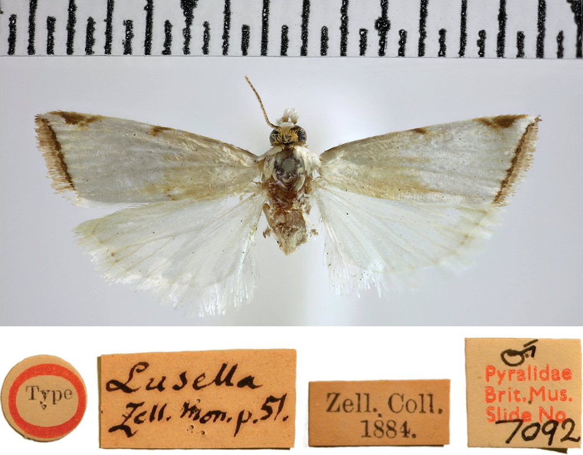 Using an innovative DNA hybridisation capture protocol to recover high percentages of the #DNAbarcode of 18th–20th century type specimens, researchers were able to resolve some complex taxonomic questions for the #moth genus Argyria. Read more: doi.org/10.3897/zookey…