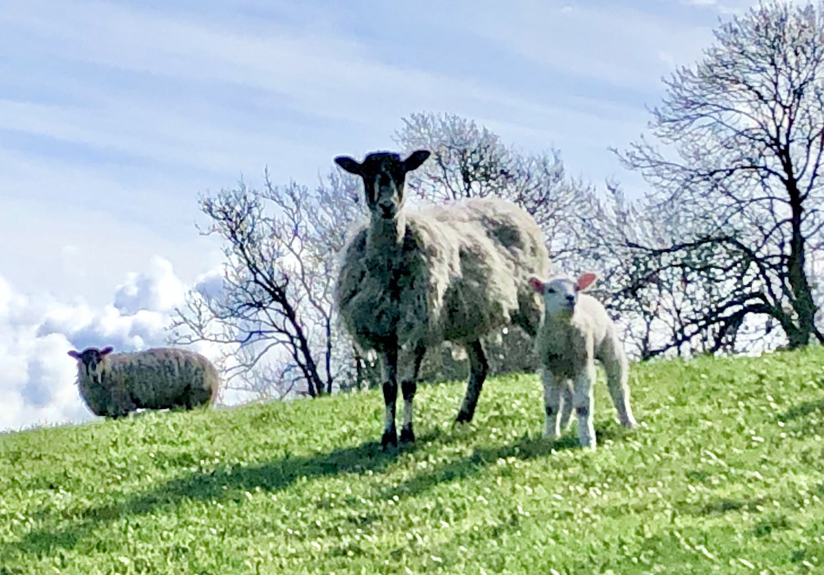 Boothamshaw's tweet photo. After a night of heavy rain, it’s suddenly spring here in #Howsham. This field full of young mothers and lambs is so uplifting to come across. https://t.co/GqNl54ZKrU