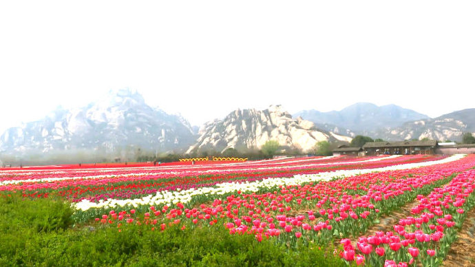 Visit_Henan's tweet image. The #tulips are in full blossom at Chaya Mountain in Central China's Henan province.#SpringinHenan