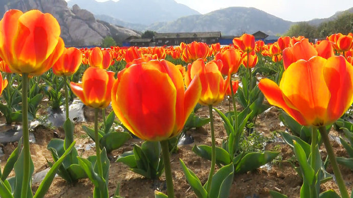 Visit_Henan's tweet image. The #tulips are in full blossom at Chaya Mountain in Central China's Henan province.#SpringinHenan