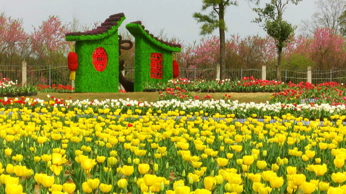 Visit_Henan's tweet image. The #tulips are in full blossom at Chaya Mountain in Central China's Henan province.#SpringinHenan
