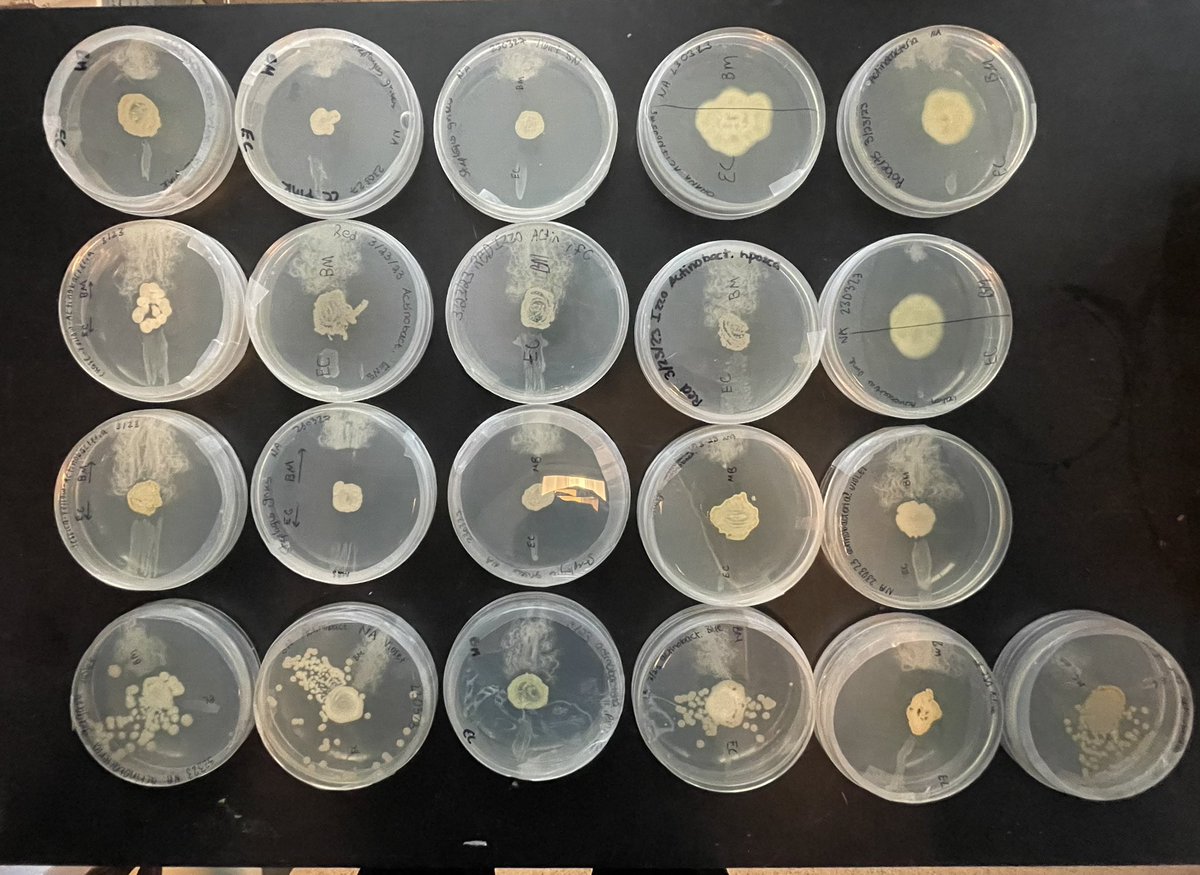 Actinobacteria isolated from Elon campus soils (center of plate) by Micro class showing range of antibiotic production  vs G+ (top) and G- (bot) <a href="/ElonBiology/">Elon Biology</a>